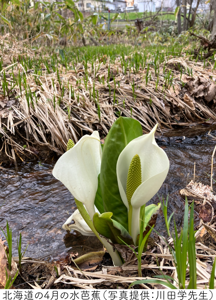 北海道の４月の水芭蕉