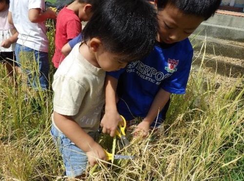 実った稲穂を収穫する姿